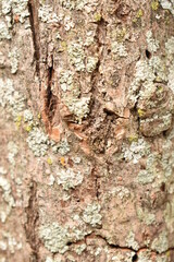 bark of a tree