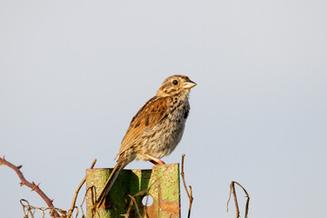 Song Sparrow on Fence Post