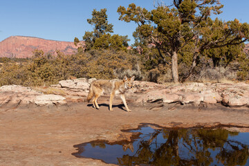 A coyote walks past a shallow pool of water on the slickrock of the American Southwest desert.