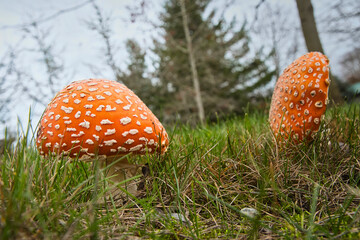 2020-11-21 A ORANGE AND WHITE TOAD STOOL FROM A LOW PERSEPCTIVE WITH A BLURRY BACKGROUND