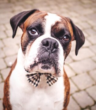 Close-up Of Dog Wearing Bow Tie On Street