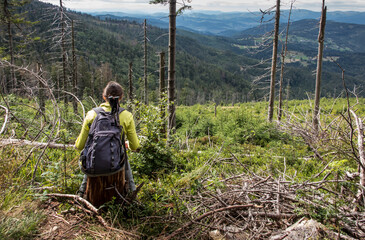 withered broken, fallen trees on the peaks of the Zywiecki Beskid in the area Hala Romanka