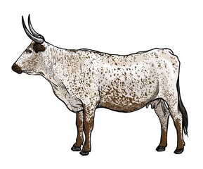 Breeding cattle. silhouette of a grazing cow. vector illustration isolated on white background