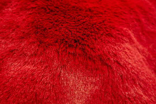 Red Fur Images – Browse 812,001 Stock Photos, Vectors, and Video