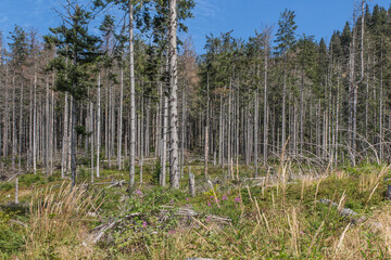 Mountain forest with lots of dead trees in the area of Romanka and Rysianka in the Beskid Zywiecki mountains