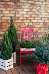 Yard house decorated for Xmas. Xmas decorated house terrace. Porch home in Christmas trees and with chairs. Winter terrace of house with wall red brick. Live christmas tree: fir, pine, spruce in pots	