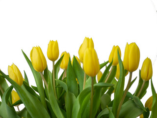 selective focus. Yellow tulips in a vase isolated on white background. Spring composition. Delicate yellow tulips on white background top view space for text border