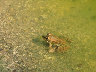 Iberian green frog (Pelophylax perezi) - frog in the water, Ibiza, Spain