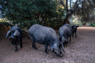 herd of black pigs of Majorcan variety, Llucmajor, Mallorca, Spain