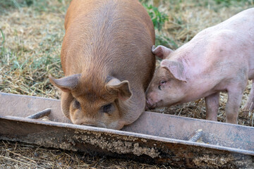 Pigs Eating out of a Trough
