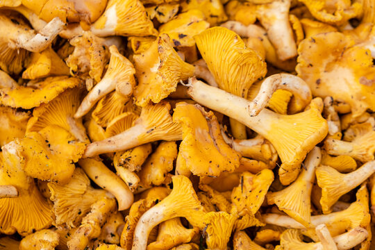 Picornell variety mushroom, Cantharellus cibarius , Mallorca, Balearic Islands, Spain