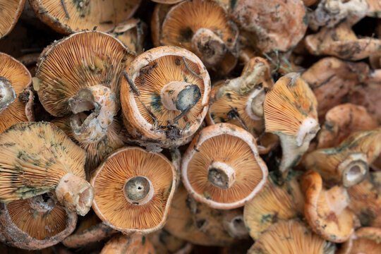 edible mushroom of variety Esclata-Sang, Lactarius sanguifluus, Mallorca, Balearic Islands, Spain
