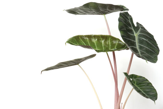 Alocasia - tropical plant that is increasingly becoming popular as houseplant. This particular species is called Alocasia Baginda 'Pink Dragon', plant isolated on white background