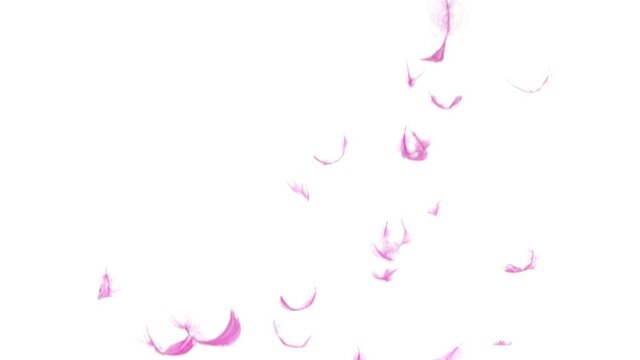 Pink Feathers falling through the frame in slow motion on a white background. Studio shot at 120fps.