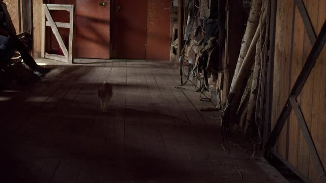 Curious young cat went to the village stable to get acquainted with its inhabitants