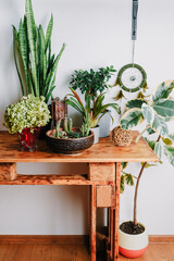 Stylish wooden table with a lots of houseplants. Potted plants in cozy interior.
