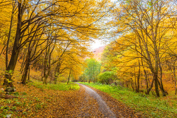 Fototapeta premium Autumn rural landscape. A dirt road lined with colorful trees.