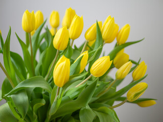 Obraz premium selective focus. Yellow tulips on the wooden tabel. Spring composition. Delicate yellow tulips on white background top view space for text border