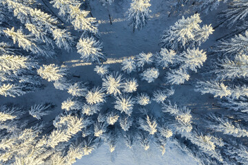 Winter forest from above