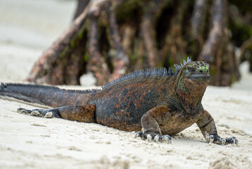 Ecuador. Galapagos. Wild living Iguanas on the San Cristobal Island