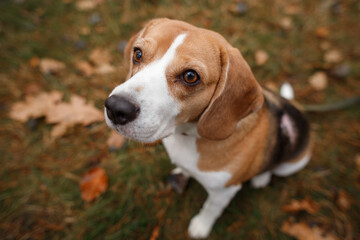 cute beagle dog on a walk in the autumn woods