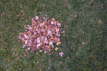 dry leaves piled up on grass