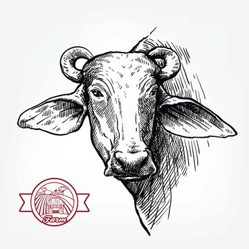 Breeding Cattle. Head Of A Water Buffalo. Vector Sketch On White Background