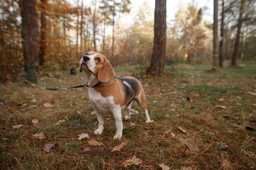 cute beagle dog on a walk in the autumn woods