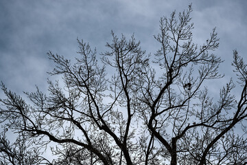 Fototapeta na wymiar Bare trees with cloudy sky twilight background