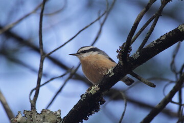 Nuthatch in New England