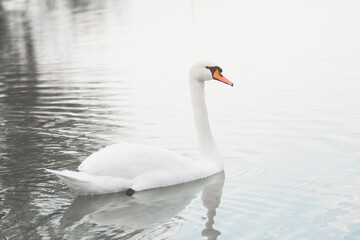 Naklejka premium white swan on lake