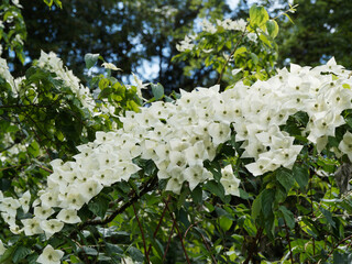 (Cornus kousa ou nuttallii) Cornouiller de Kousa 'Venus' ou cornouiller de Chine à floraison magnifique blanc crème dans un feuillage vert foncé satiné © Marc