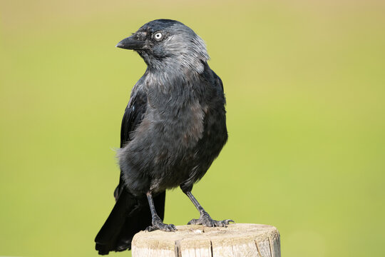 Jackdaw standing on fence 