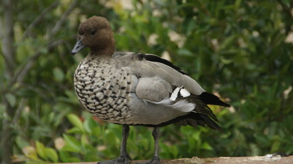 mallard duck on a pond