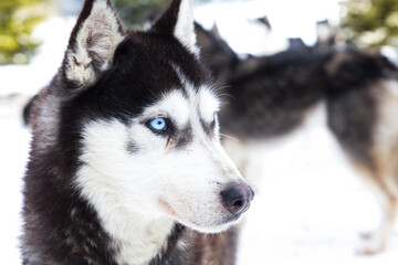 Husky blue ice eyes winter background