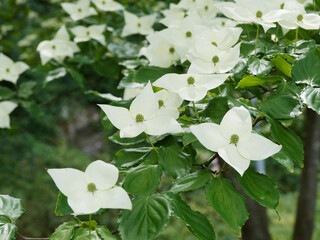 (Cornus kousa ou nuttallii) Cornouiller de Kousa cultivar 'Venus' aux branches parées d'une...