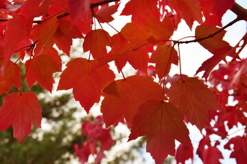 Yellow, red, orange autumn leaves in the park