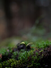 Mała sadzonka drzewa w lesie 