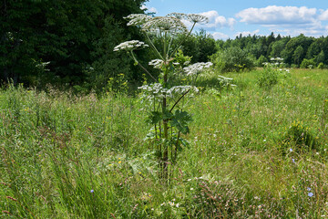 poisonous invasive weed Sosnovsky hogweed in the meadow