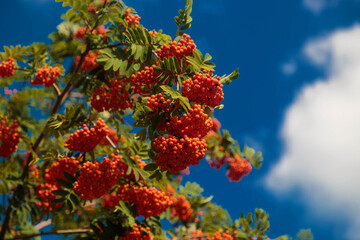 Twigs of rowan tree with bunches red ripe berries against the sky