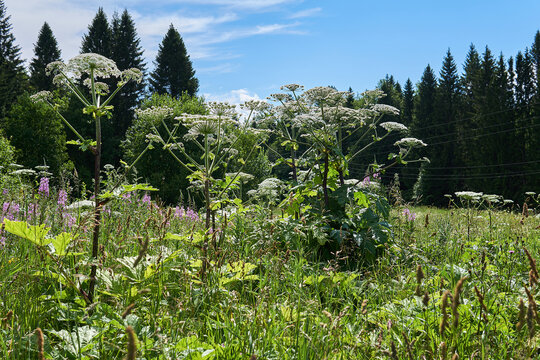 poisonous invasive weed Sosnovsky hogweed in the meadow