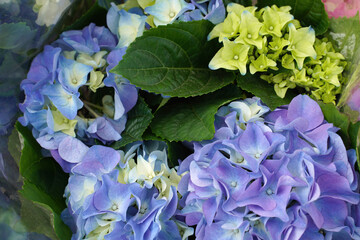 Beautiful blue hydrangea macrophylla in the garden. Blooms in spring. Background, floral texture.