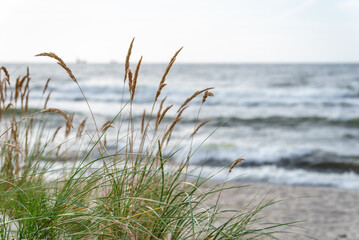 Tall grass on the beach - Powered by Adobe