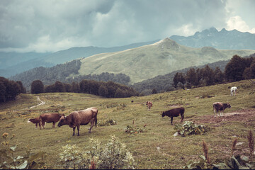 Beautiful mountain landscape with clouds at Caucasus mountains