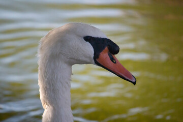 swan on the water