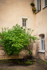 The lonely tree in a courtyard of old apartment house.