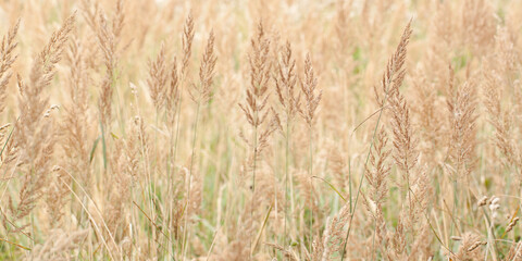 faded panicles of grass densely growing in a country field