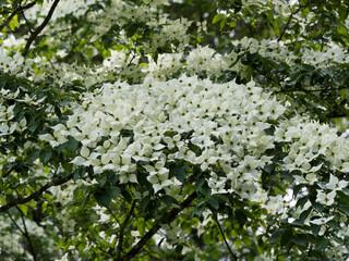 (Cornus kousa ou nuttallii) Cornouiller de Kousa cultivar 'Venus' aux branches parées d'une profusion de fleurs blanches étoilées, bractées pointues, légèrement teintées de rose sur un feuillage vert 