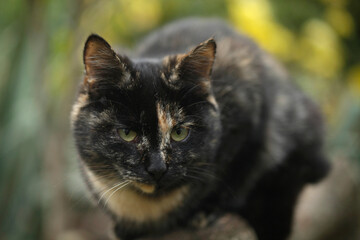 Fototapeta premium Portrait of cute grey cat