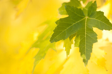 bright yellow beautiful maple foliage and one surviving green leaf